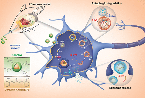自组装的α-突触核蛋白纳米清除剂治疗帕金森氏病