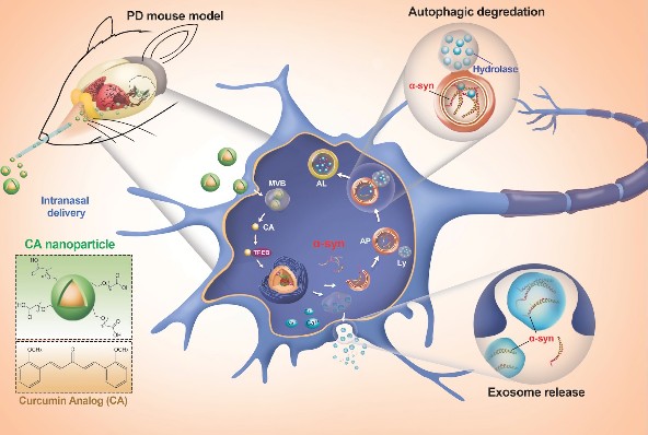 鼻腔纳米药物递送技术 Purenano<sup><span style="color:white;font-family:SimHei;">TM</span></sup>
